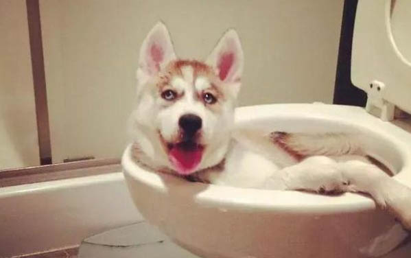狗狗智商排名表