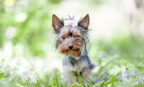 約克夏智商排名