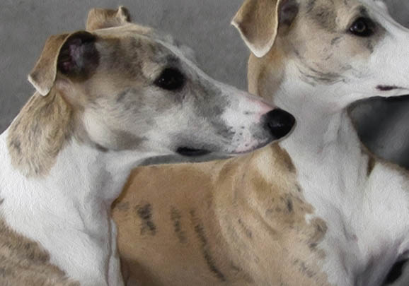 惠比特犬口吐白沫的原因及處理方法