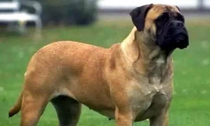 斗牛獒犬細小的原因及處理方法