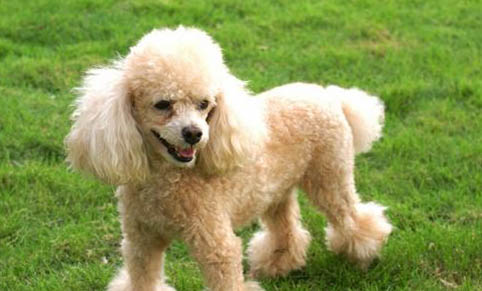 貴賓犬的性格特點