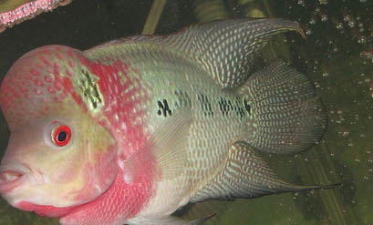 羅漢魚縮頭原因及處理方法