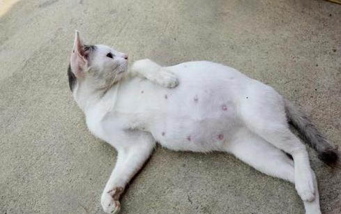 小貓尿頻為什么一直找不到原因?