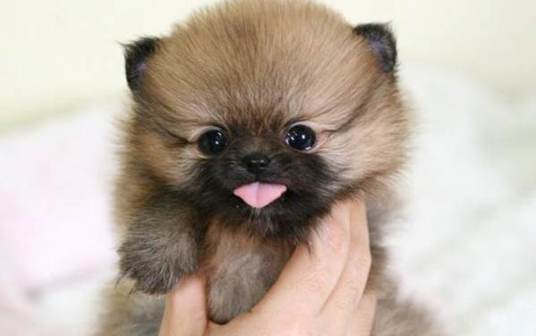 博美犬怎么樣好養么？