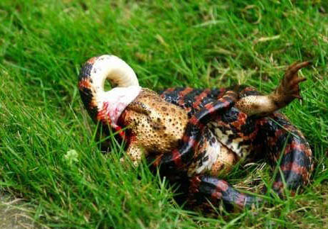 赤練蛇可以當寵物養嗎