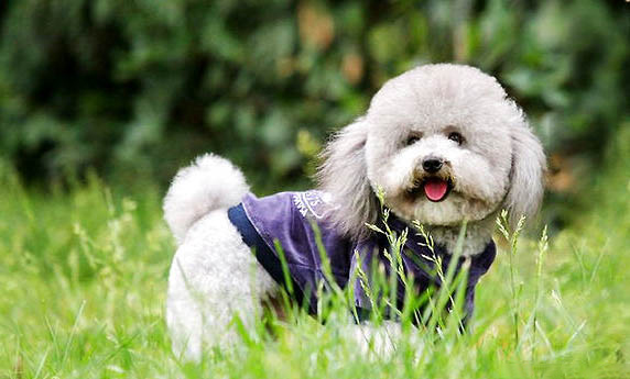 貴賓犬和比熊怎么區(qū)分