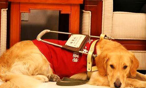 導盲犬怎么訓練