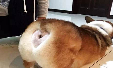 治療狗狗真菌皮膚病的特效藥是什么？