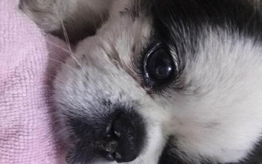 最聰明的狗是哪種狗