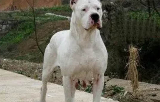 杜高犬真菌感染的原因及處理方法