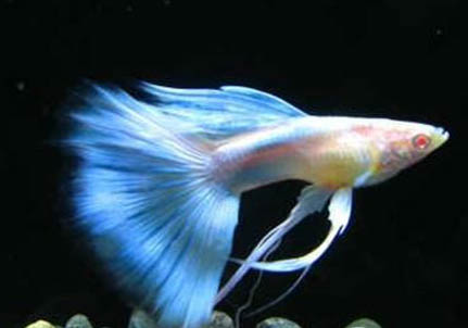 孔雀魚懷孕多久要單養啊