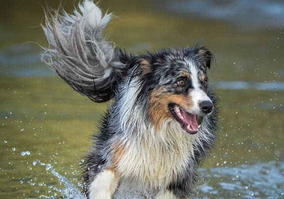 澳大利亞牧羊犬眼屎的原因及處理方法