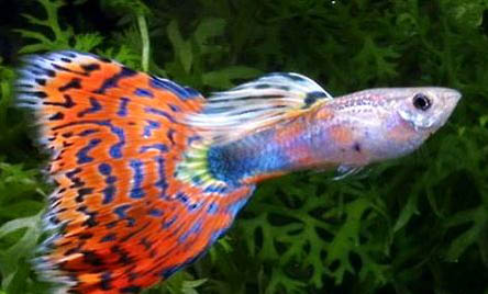 孔雀魚難產的表現