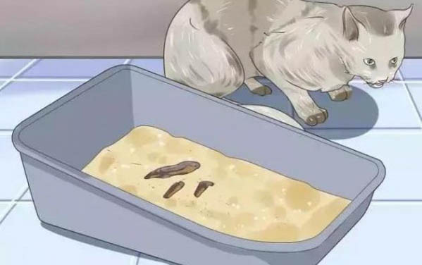 小貓崽可以喂它吃什么