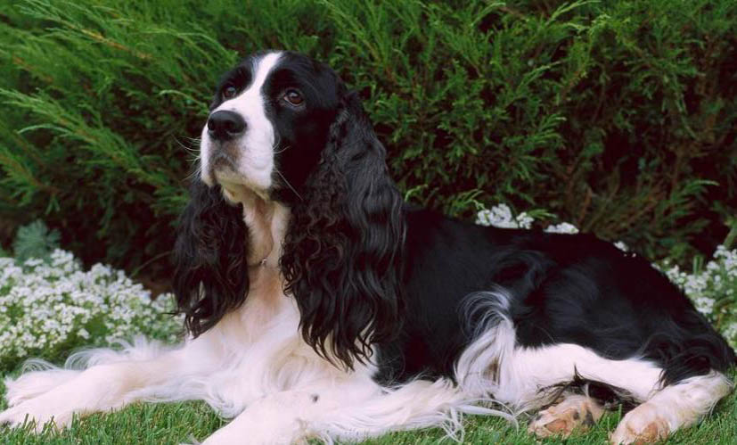 史賓格犬有哪些毛病？
