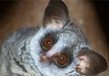 嬰猴中國可以養嗎
