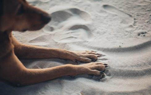 狗狗得了細小和犬瘟還能活多久