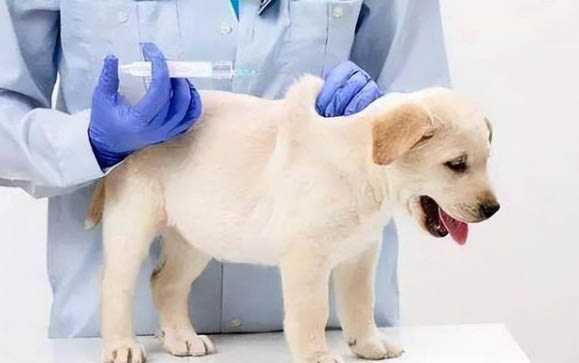 狗狗吃雞骨頭嘔吐能自愈嗎
