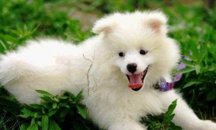 萌犬便便稀怎么辦