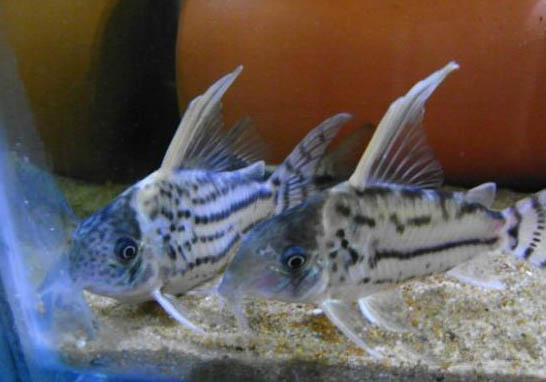 冬天釣魚用什么魚漂