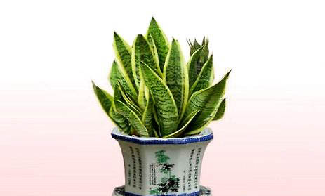 虎皮鸚鵡能學會說話嗎?