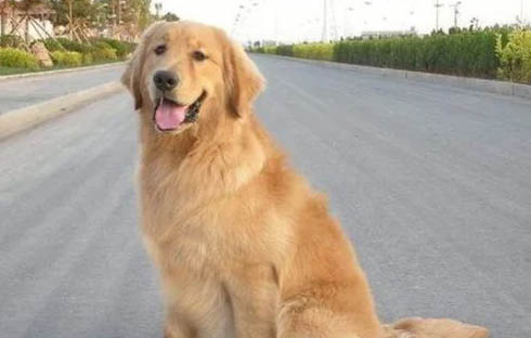 金毛犬性格