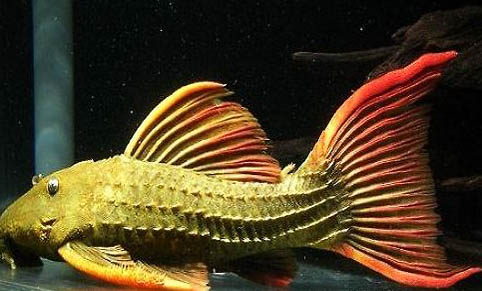 熱帶魚生小魚前有什么征兆啊