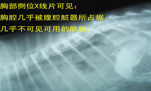貓咪能吃香蕉嗎