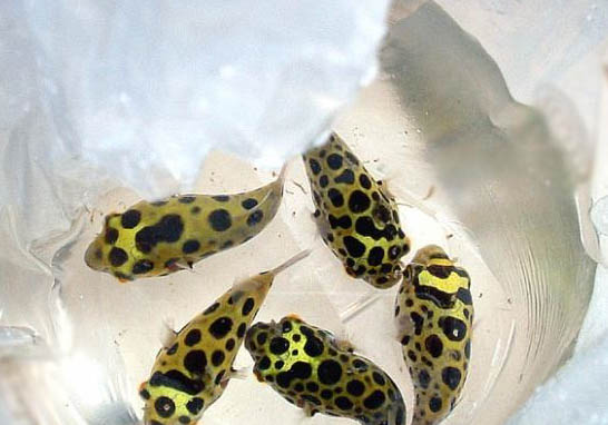 潛水艇魚能用淡水養嗎