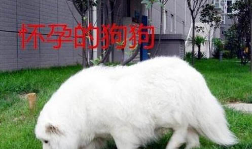 懷孕狗流產(chǎn)的癥狀有哪些