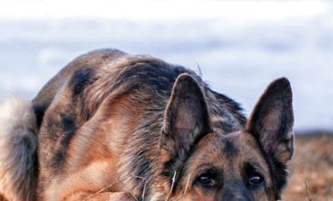 接觸犬瘟多久不得就不會得了