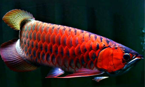 銀龍魚(yú)不吃東西