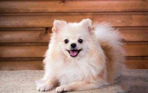 高加索幼犬怎么喂
