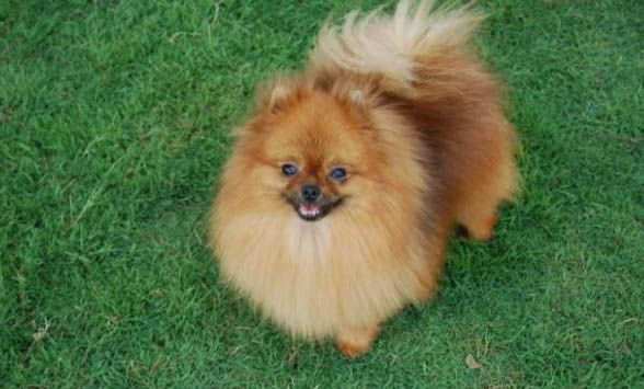 博美犬驅蟲應該多長時間一次