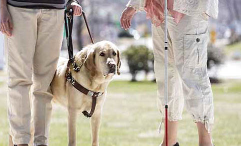 導(dǎo)盲犬可以上飛機嗎