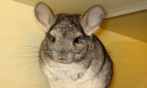 龍貓中暑多久會死