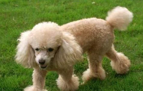 貴賓犬如何養