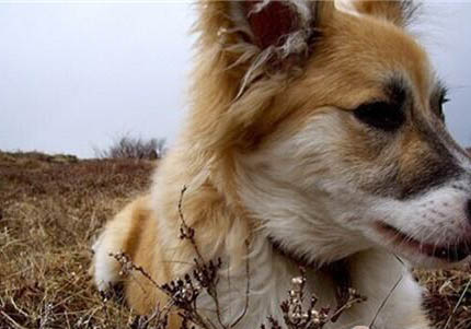 牧羊犬賽系和錘系哪個好
