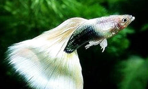 孔雀魚有胎斑到生產要多久