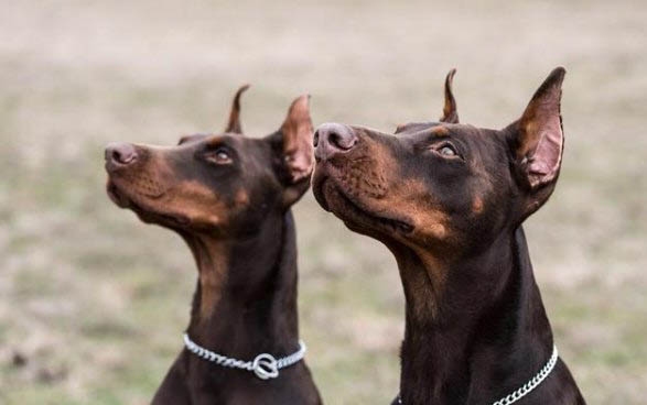 杜賓犬窩咳吃什么藥最好