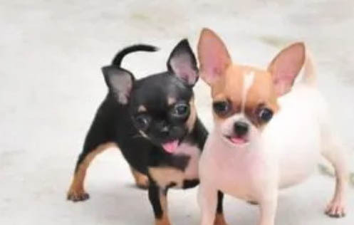 吉娃娃和小鹿犬哪個(gè)好養(yǎng)