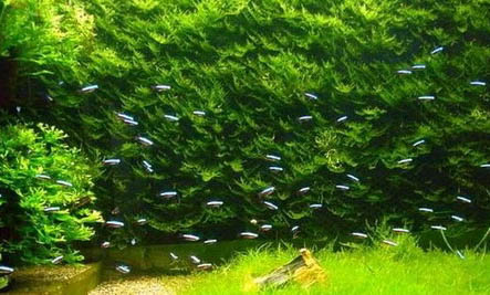 紅綠燈魚(yú)和寶蓮燈魚(yú)能混養(yǎng)嗎
