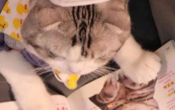 貓咪腹式呼吸能活多久