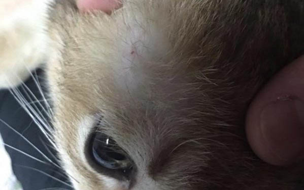 貓咪嗜酸性肉芽腫是什么病嚴(yán)重嗎