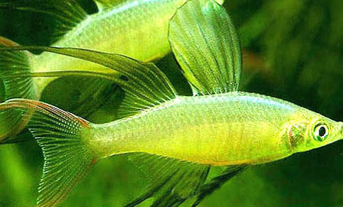 中的彩裙魚和什么魚能混養(yǎng)