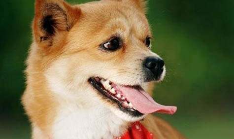 柴犬和金毛哪個聰明