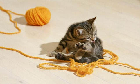 如何使貓少掉毛