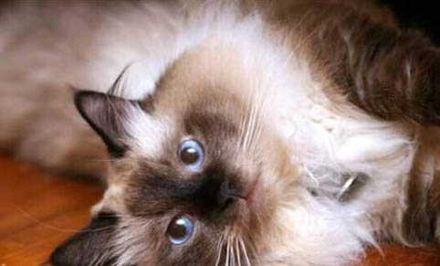 伯曼貓性格如何