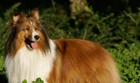 哪里有喜樂蒂犬舍