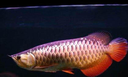 虎皮魚是熱帶魚嗎